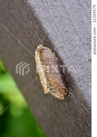 Haradaobimakami的卵囊 12384575