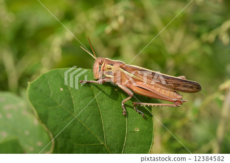 Tutui Nago吃葛葉 12384582