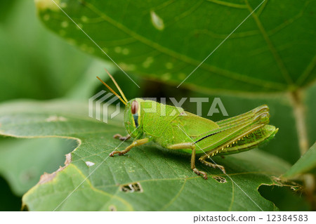 Patanga japonica larva 12384583