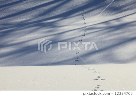 兔子的腳印 12384703