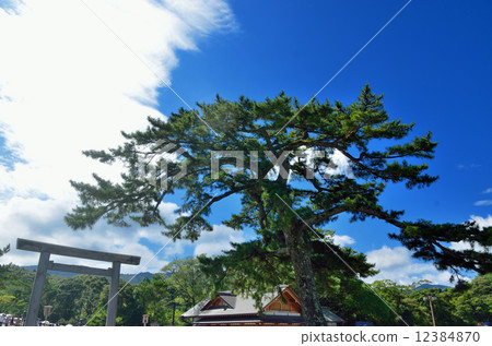 Pine tree in front of Ise Shrine Otorii 12384870