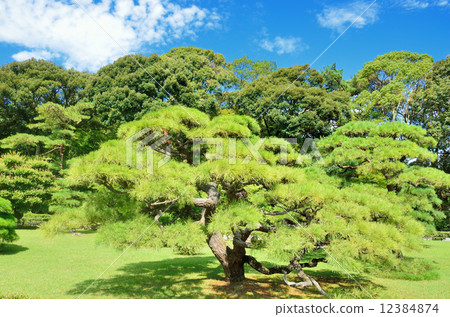 Ise Jingu Shrine's pine Ise Jingu Shrine's pine 12384874