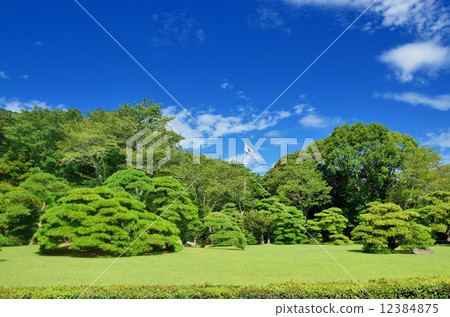 Ise Jingu Shrine's pine Ise Jingu Shrine's pine 12384875