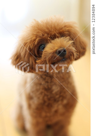 玩具貴賓犬 12384894