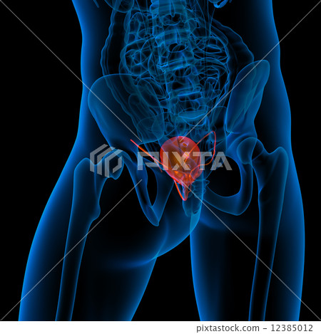 bladder 12385012