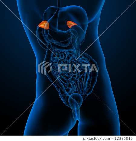adrenal 12385015