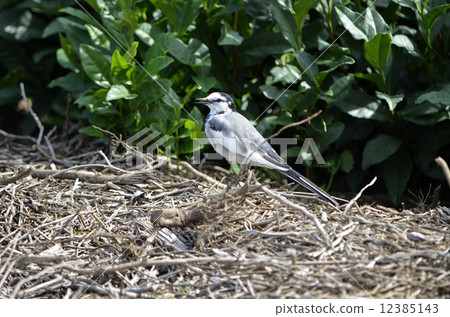 White wagtail (white wagtail) 12385143