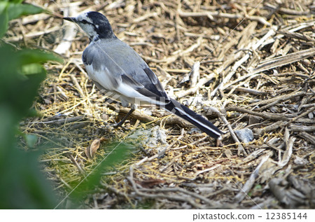 白w（白w） 12385144