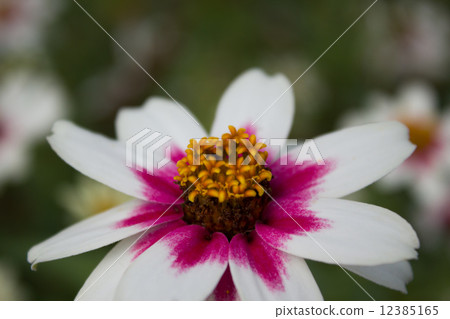Flowers 12385165