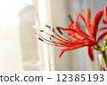 紅蜘蛛百合 12385193