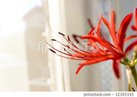 紅蜘蛛百合 紅蜘蛛百合 12385193