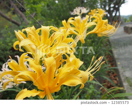 Yellow colored flower Yellow colored flower 12385573