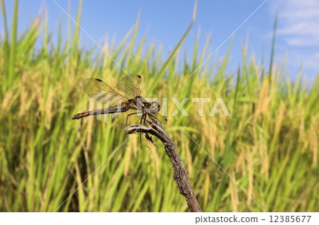 Akatomoriba和耳朵米飯 Akatomoriba和耳朵米飯 12385677