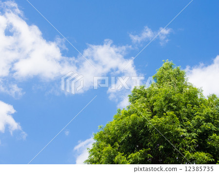 水杉和天空 12385735