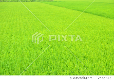 綠稻田♪ 12385872