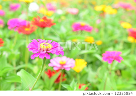 五彩百日草♪ 12385884