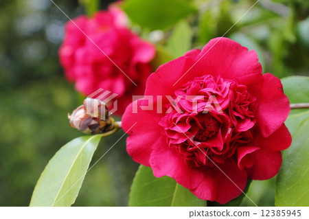 Nikko camellia Nikko camellia 12385945