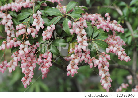 Caterpillar flowers 12385946