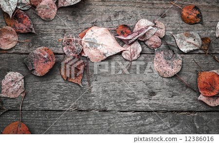 Background texture with old wooden table and red autumnal leaves 12386016