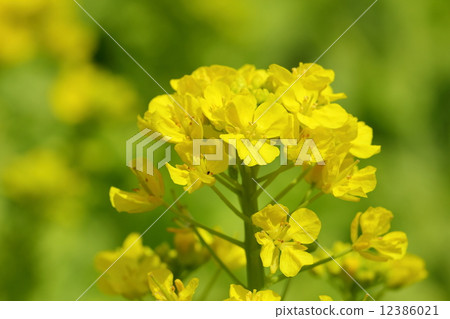 Rape blossoms 12386021