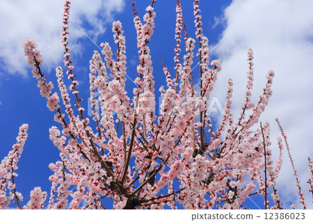 Apricot flowers and blue sky Apricot flowers and blue sky 12386023