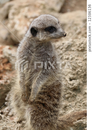 meerkat  12386136