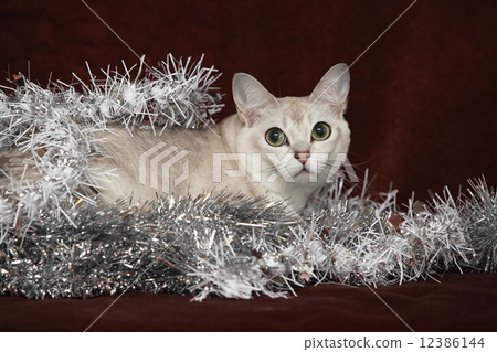 Nice Christmas Burmilla in front of gifts Nice Christmas Burmilla in front of gifts 12386144