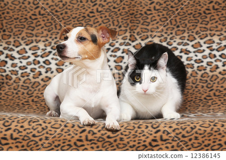 Nice dog with cat together on blanket Nice dog with cat together on blanket 12386145