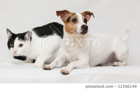 Nice dog with cat together on blanket Nice dog with cat together on blanket 12386149