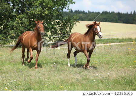Two chestnut horses running together 12386166