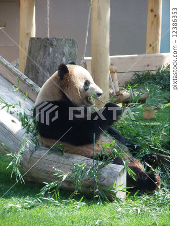 Panda adventure world 12386353