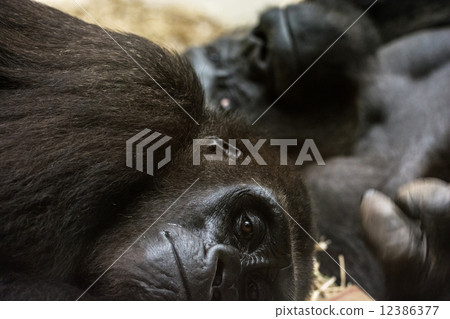 Pair of gorillas Pair of gorillas 12386377