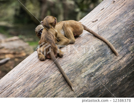 Two funny little cubs of Guinea baboon are playing on the tree t Two funny little cubs of Guinea baboon are playing on the tree t 12386378