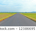 一條直路 12386695