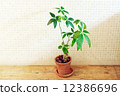 室內植物和瓷磚牆 12386696