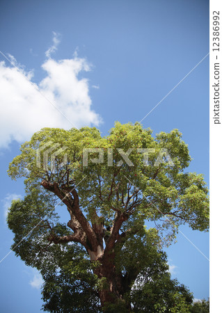 Towering camphor tree 12386992