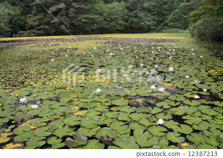 Kobe City Forest Botanical Garden, a group of full-blown Ko Honne (river bone) and Water lily (Water lily) of Hase Valley Kobe City Forest Botanical Garden, a group of full-blown Ko Honne (river bone) and Water lily (Water lily) of Hase Valley 12387213