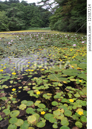 Kobe City Forest Botanical Garden, a group of full-blown Ko Honne (river bone) and Water lily (Water lily) of Hase Valley 12387214