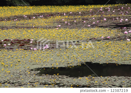 Kobe City Forest Botanical Garden, a group of Kohone (river bones) in full bloom of Hase Valley Kobe City Forest Botanical Garden, a group of Kohone (river bones) in full bloom of Hase Valley 12387219