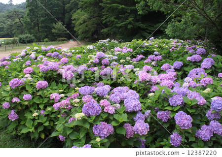Hydrangea in full bloom of Kobe City Forest Botanical Garden 12387220