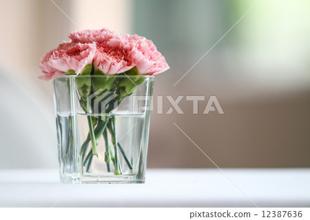 Carnation flowers Carnation flowers 12387636