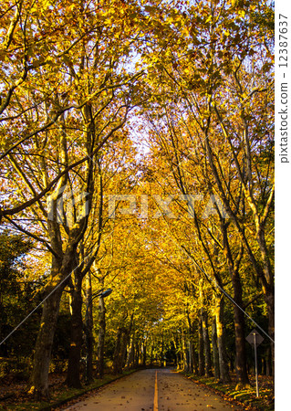 Tunnel from trees Tunnel from trees 12387637