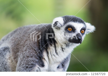 Ring tailed lemur 12387720