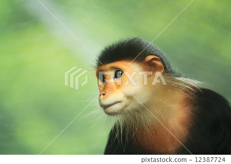 Red-shanked Douc 12387724