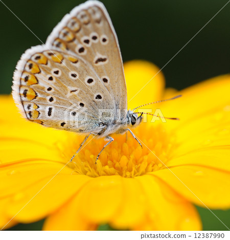 beautiful butterfly 12387990
