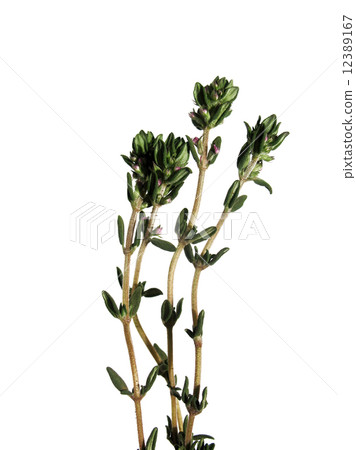 Thyme (Thymus citriodorus) 12389167