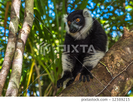 Black-and-white ruffed lemur of Madagascar Black-and-white ruffed lemur of Madagascar 12389215