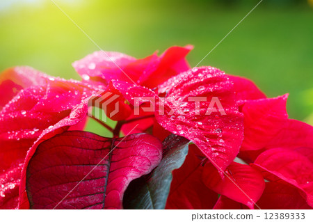 garden with poinsettia flowers or christmas star garden with poinsettia flowers or christmas star 12389333