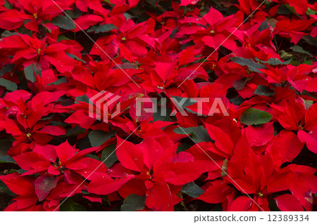 garden with poinsettia flowers or christmas star garden with poinsettia flowers or christmas star 12389334