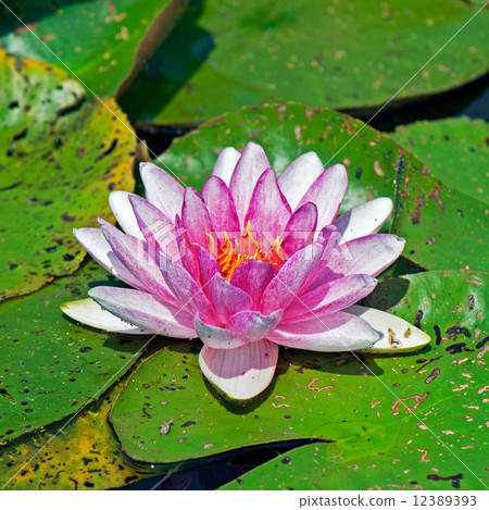 A water lilly in full bloom 12389393